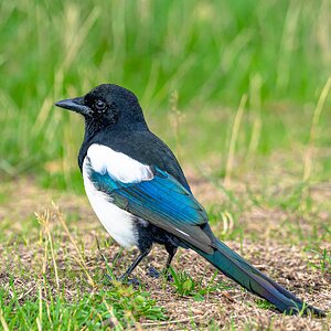 magpie-2.jpg