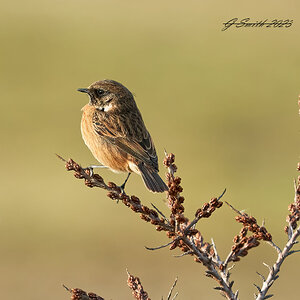 stonechat 2023 1 (2).jpg