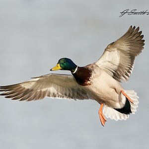 duck 2023 (2).jpg