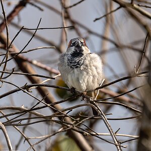 male_house_sparrow-1.jpg