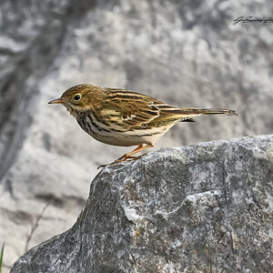 corn bunting 2023 2.jpg