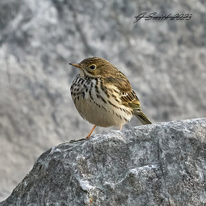 corn bunting 2023 1.jpg