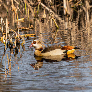 egyptian_goose-1.jpg