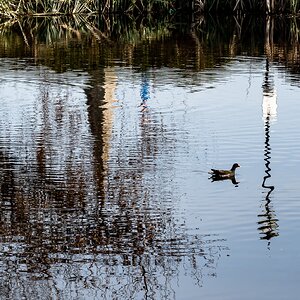 swimming_in_reflection-2.jpg