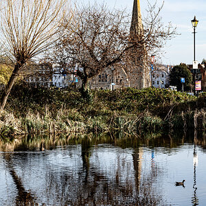 coot_on_pond-1.jpg