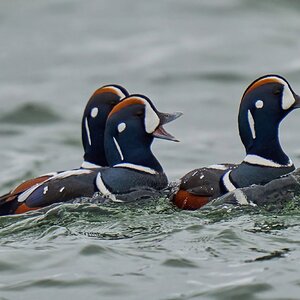 Harlequin Duck - Barnegat Lighthouse - 01062023 - 01-DN.jpg