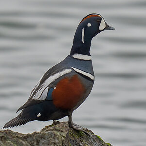 Harlequin Duck - Barnegat Lighthouse - 01062023 - 08-DN.jpg