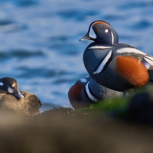 Harlequin Duck - Barnegat Lighthouse - 01062023 - 14-DN.jpg