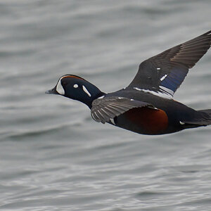 Harlequin Duck - Barnegat Lighthouse - 01062023 - 13-DN.jpg