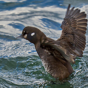 Harlequin Duck - Barnegat Lighthouse - 01062023 - 22-DN.jpg