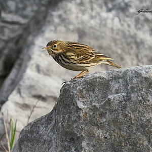 rock pipit 2023 2.jpg