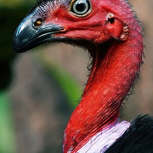 Brush Turkey Head.jpeg