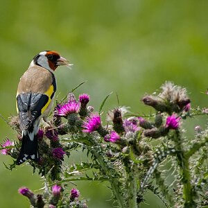 DSC03282Rydale Caves 2 Goldfinch 30-06-2021.jpg