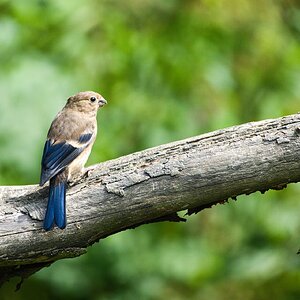 WWF Female Bullfinch July 2021.jpg