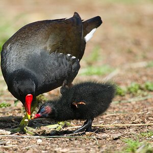 WWF Male Moorhen July 2021.jpg