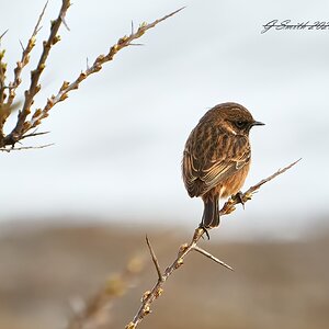 stonechat 2023 1.jpg