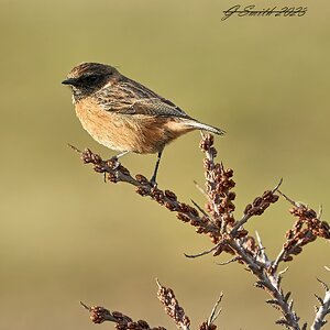 stonechat 2023 24.jpg