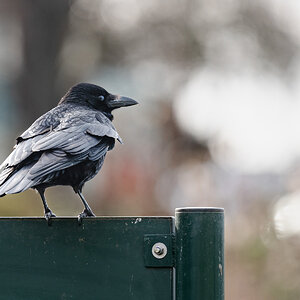 crow_on_sign-1.jpg