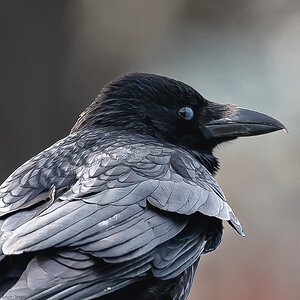 crow_on_sign-3.jpg