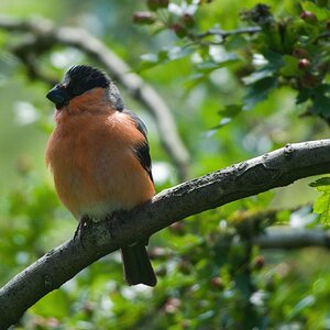 WWF Bullfinch Male July 20212021WWF Bullfinch Male July 2021 C.jpg