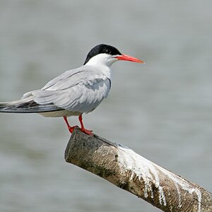 WWF Common Tern July 20212021WWF Common Tern July 2021 A.jpg