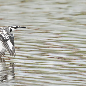 Pied Kingfisher-1.jpg