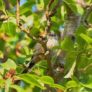 long tailed tit 2022 (9).jpg