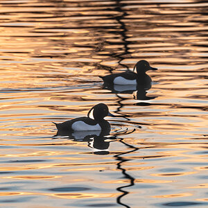 tuftedduck_pair-2.jpg