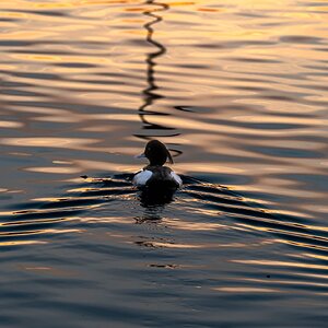 tuftedduck-1.jpg