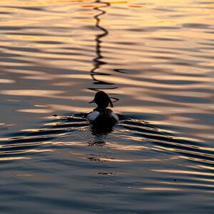 tuftedduck_reduceexposure2-1.jpg