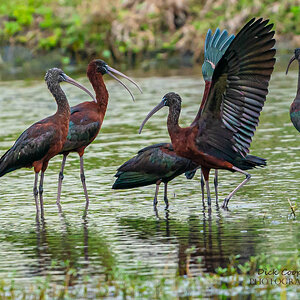 Glossy ibis wings up 2  (1 of 1).jpg