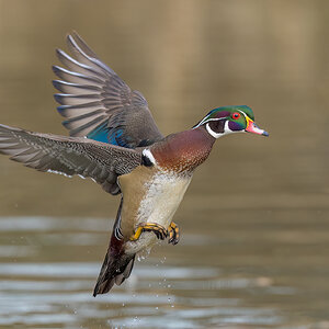 Wood-Duck_RP11403--Edit.jpg