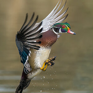 Wood-Duck_RP11405--Edit.jpg