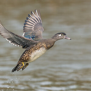 Wood-Duck_RP11540--Edit.jpg