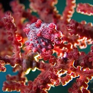 Lembeh Pygmy sea horse 5.jpg