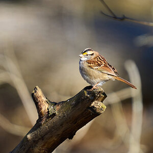 White-Throated Sparrow - BCSP - 02182023 - 02-DN.jpg