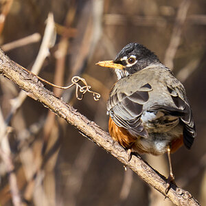 American Robin - BCSP - 02182023 - 01.jpg