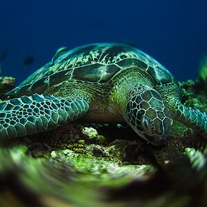 Bali Gili 2022 Turtle 5.jpg