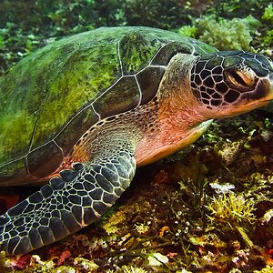 Bali Gili 2022 Turtle 8.jpg