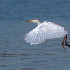 Cattle Egret-A1_ROY-1010-Edit.jpg