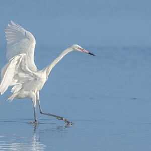 Reddish Egret-A1_ROY3791-Edit.jpg