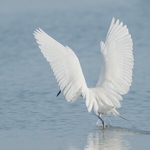 Reddish Egret-A1_ROY3834-Edit.jpg