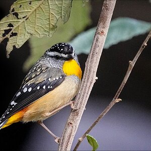 Spotted little Pardalote r.jpg