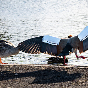 egyptian_goose_extended_wing-1.jpg