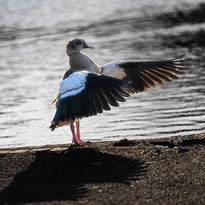 egyptian_goose_extended_wing-2.jpg