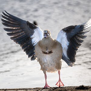 egyptian_goose_extended_wings-7.jpg