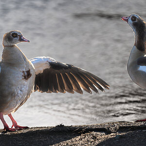 egyptian_goose_extended_wing-6.jpg