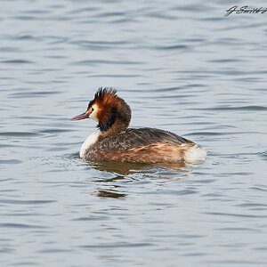 grebe 2023 9.jpg