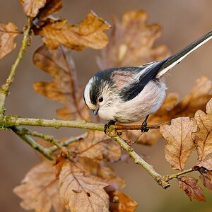 LTT.jpg