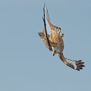 Diving Red Kite.jpg